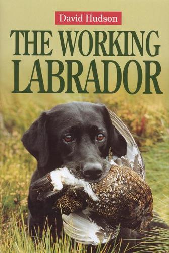 The Working Labrador by David Hudson